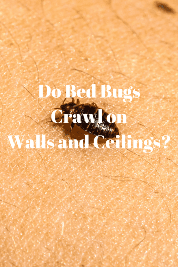 Do Bed Bugs Crawl on Walls and Ceilings?