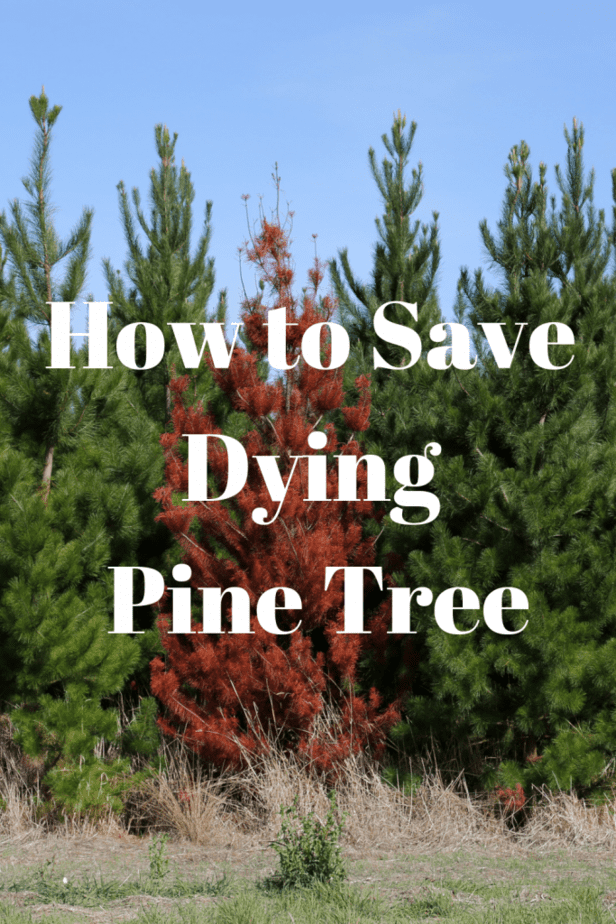 How to Save Dying Pine Tree