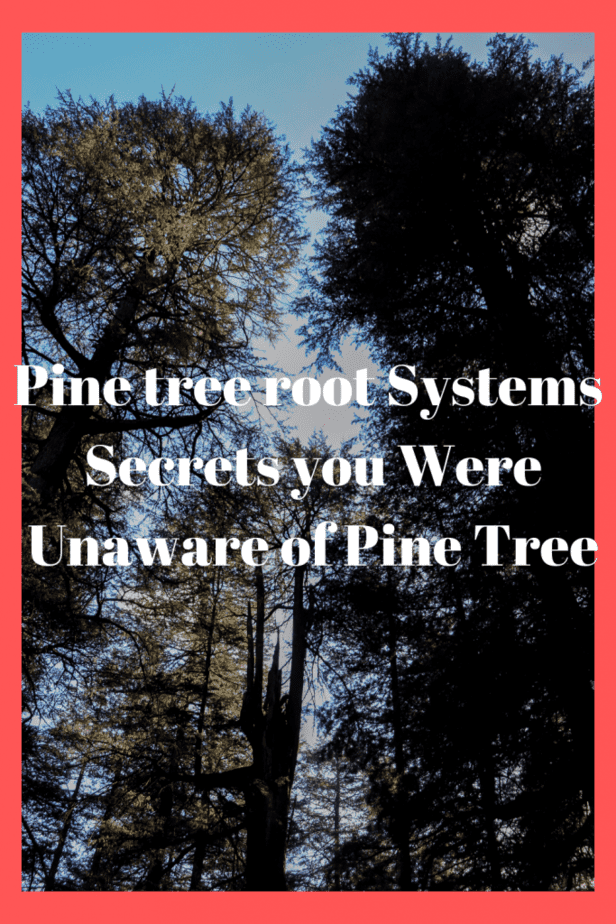 Pine tree root Systems Secrets you Were Unaware of Pine Tree Tips