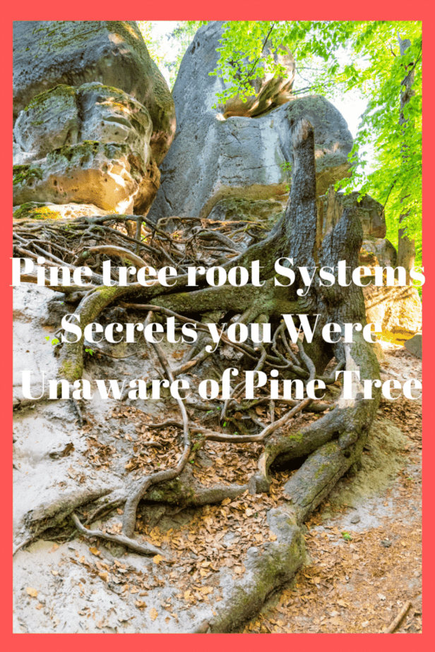 Pine tree root Systems Secrets you Were Unaware of Pine Tree